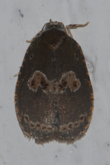 Cnesteboda celligera