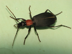 Galerita collaris
