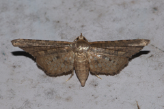 Picrostomastis inductalis