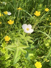 Anemonastrum dichotomum
