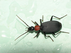 Galerita collaris
