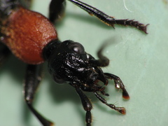 Galerita collaris