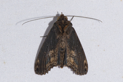 Hexafrenum