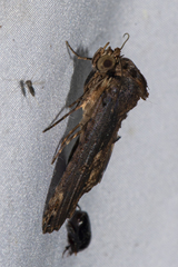 Hexafrenum