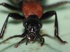 Galerita collaris