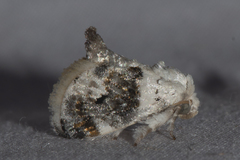 Niphopyralis