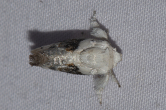 Niphopyralis