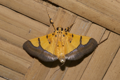 Endocrossis flavibasalis