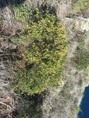 Acmispon dendroideus traskiae