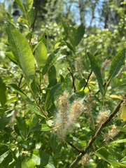 Salix