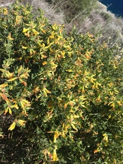 Acmispon dendroideus traskiae