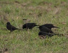 Curaeus curaeus curaeus