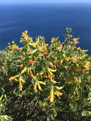 Acmispon dendroideus traskiae