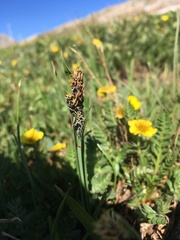 Carex scopulorum