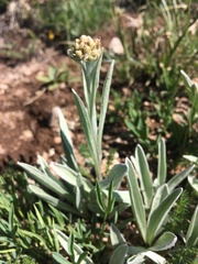 Antennaria anaphaloides