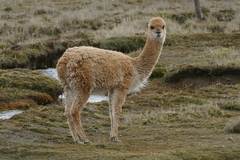 Vicugna
