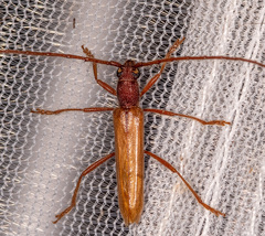 Aneflomorpha subpubescens