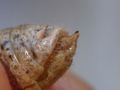 Oedaleonotus phryneicus