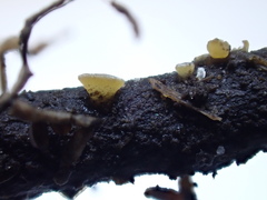 Phaeohelotium fulvidulum