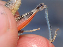 Oedaleonotus phryneicus