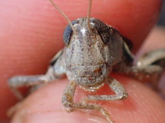 Oedaleonotus phryneicus