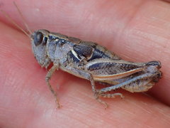 Oedaleonotus phryneicus