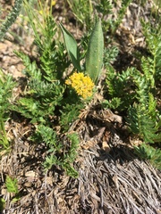 Oreoxis alpina