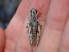 Oedaleonotus phryneicus