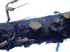 Phaeohelotium fulvidulum