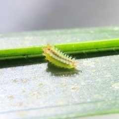 Euprosterna sapucaya