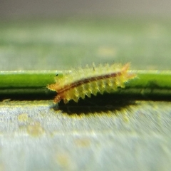 Euprosterna sapucaya