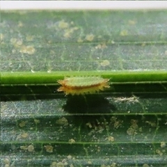 Euprosterna sapucaya