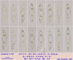 Phaeohelotium fulvidulum