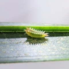 Euprosterna sapucaya