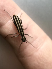 Epicauta vitticollis