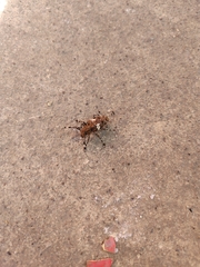 Aegomorphus albosignus