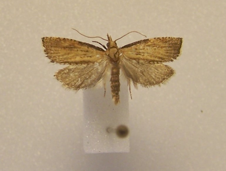 Catamacta