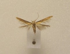 Stathmopoda skelloni