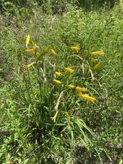 Hemerocallis minor