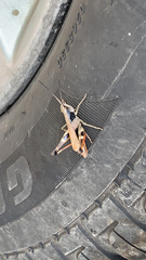 Chloealtis conspersa