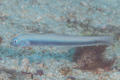 Ptereleotris rubristigma