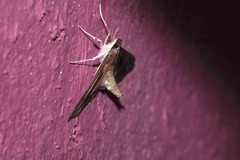 Diaphania fumosalis