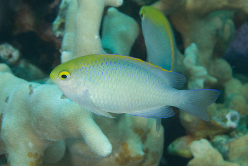 Goldhead damsel (Pomacentrus aurifrons) — Pomacentridae — 3