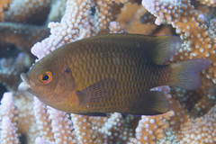 Cheiloprion labiatus