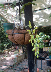 Catasetum tabulare