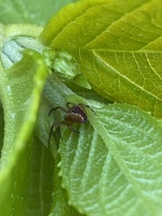 Araneus diadematus