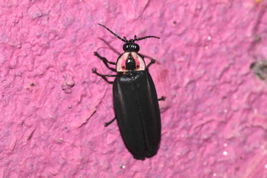 Photinus barrerae