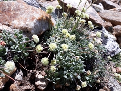 Eriogonum kingii