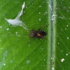 Anasa scorbutica