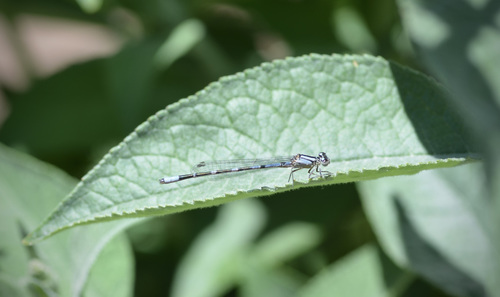 Arroyo Bluet photo 6
